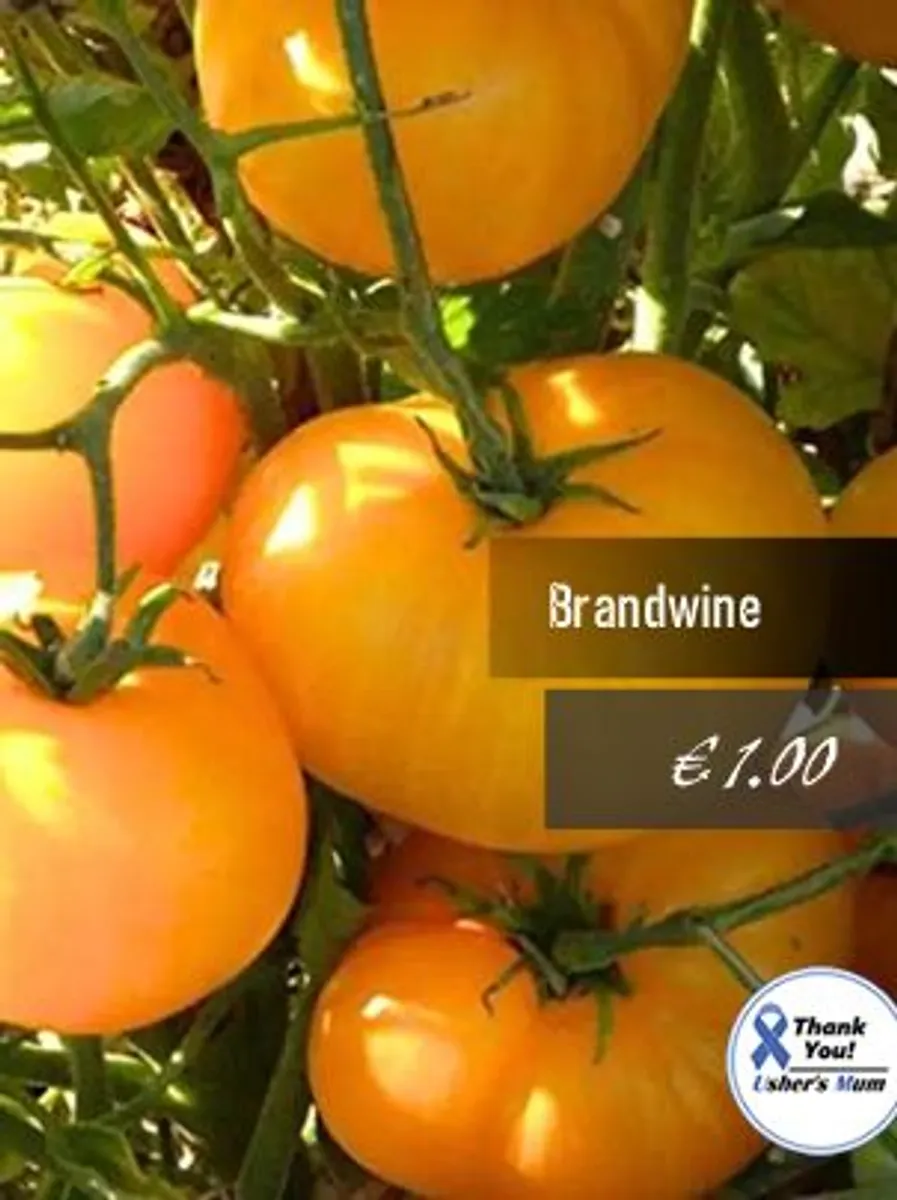 Tomato seeds Over 20 varieties Professionally packed - Image 2