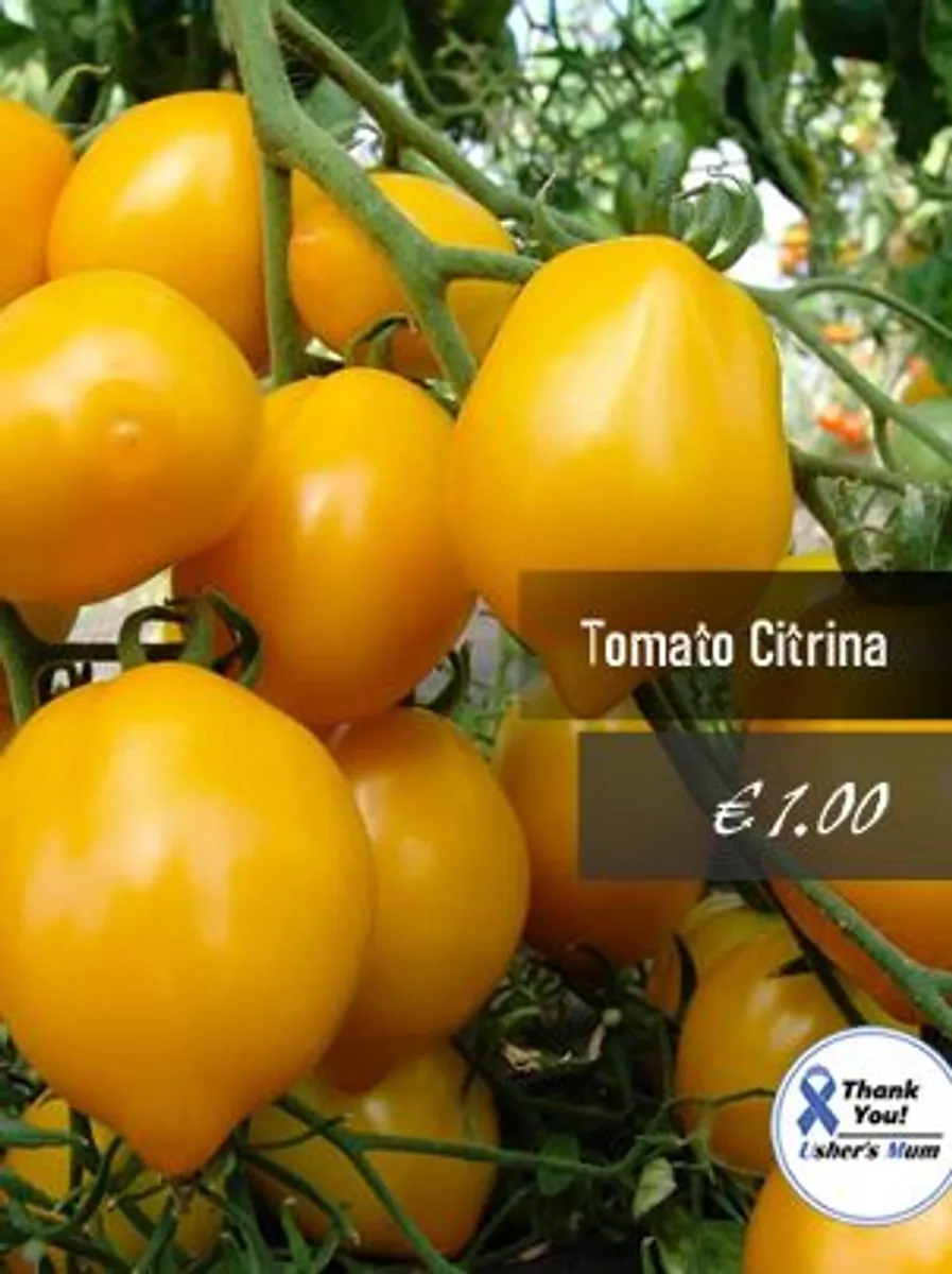 Tomato seeds Over 20 varieties Professionally packed - Image 3