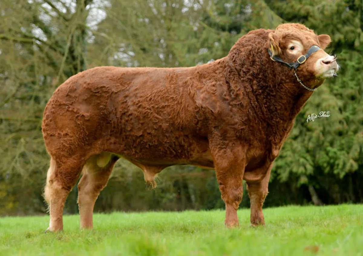 PBR Limousine bull - Image 1