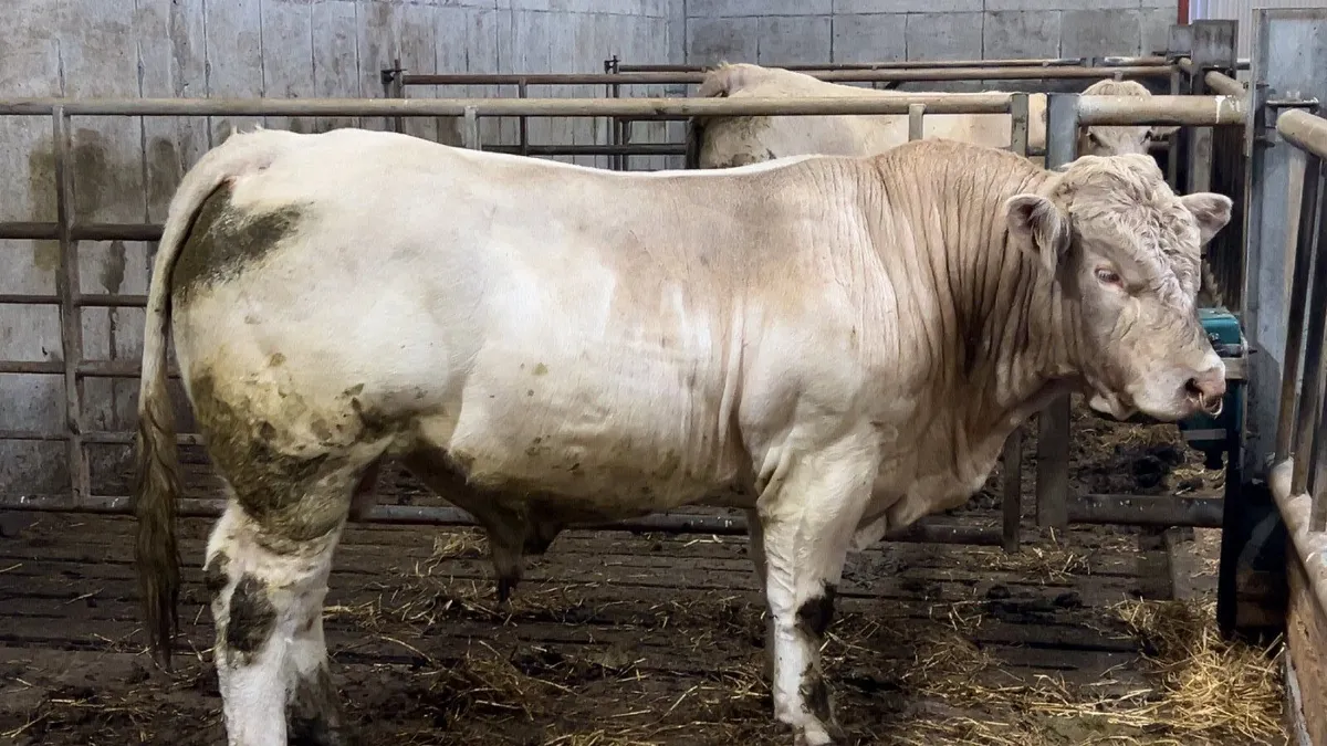 Pedigree Charolais Bull - Image 1
