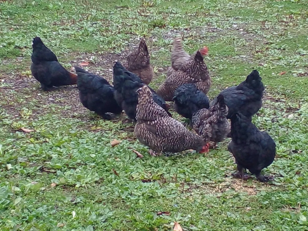 French Copper Maran Pullets - Image 1