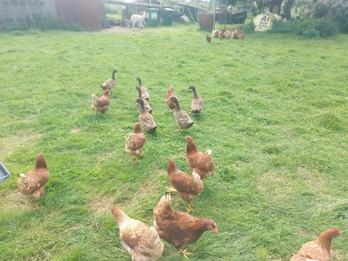 Free range hens - Image 1
