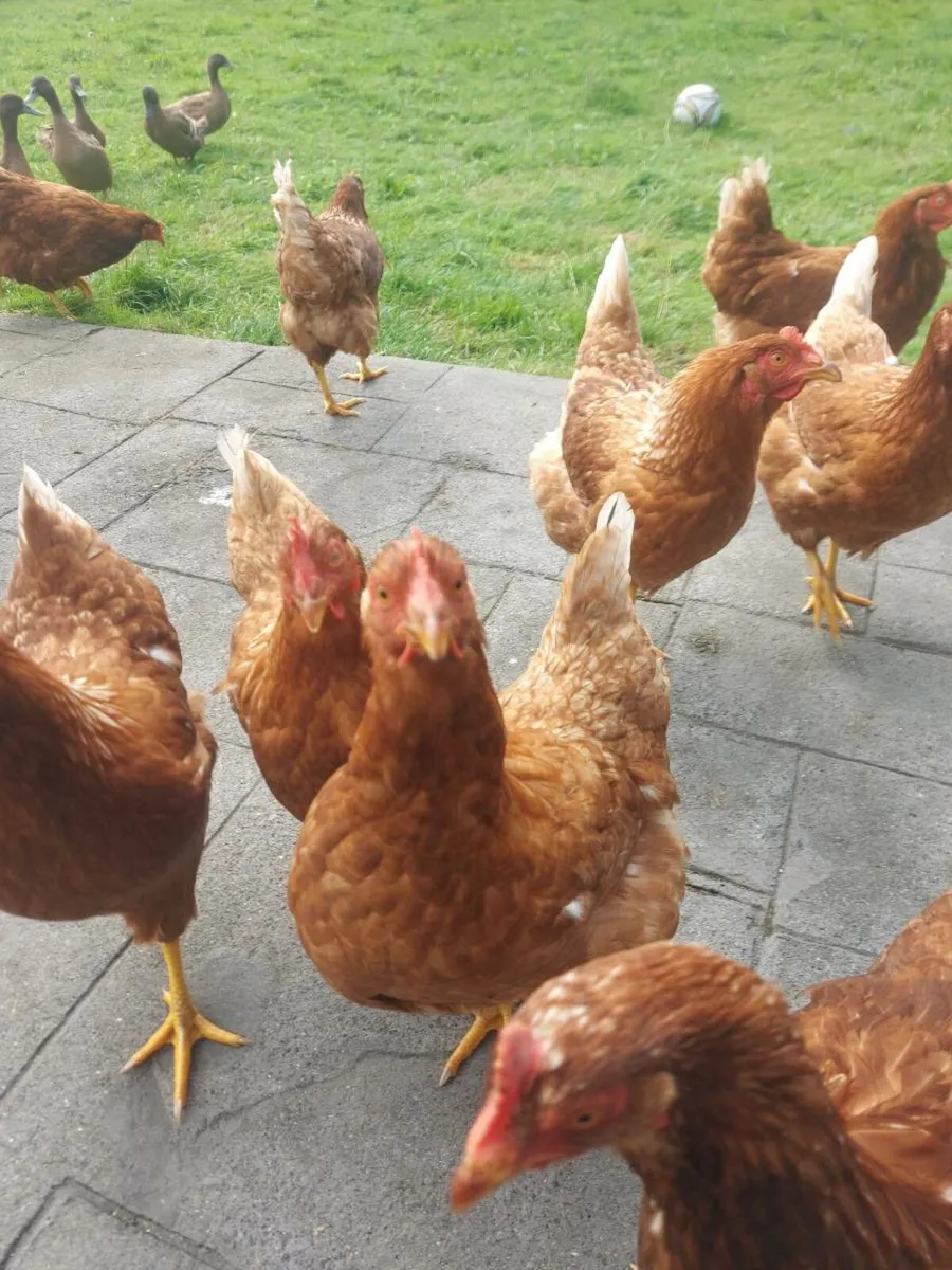 Free range hens - Image 2