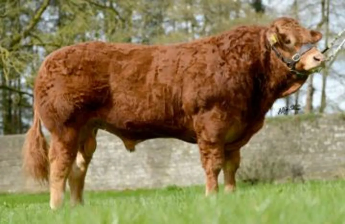 PBR Limousine bull - Image 2
