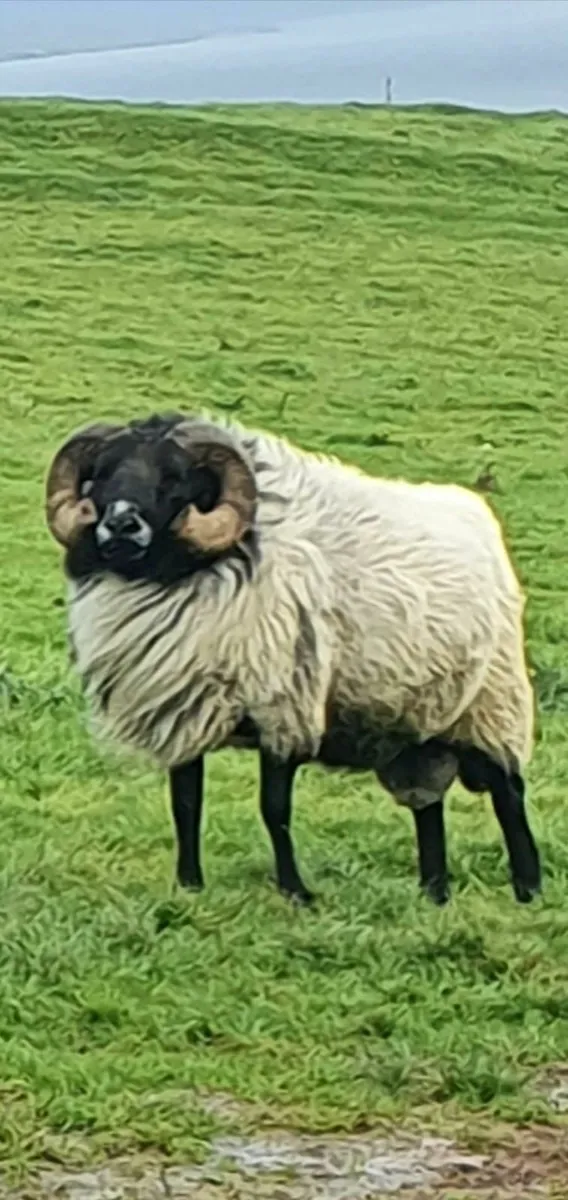 Sun 12th Oct Ram Show & Sale at 1pm Clifden Mart