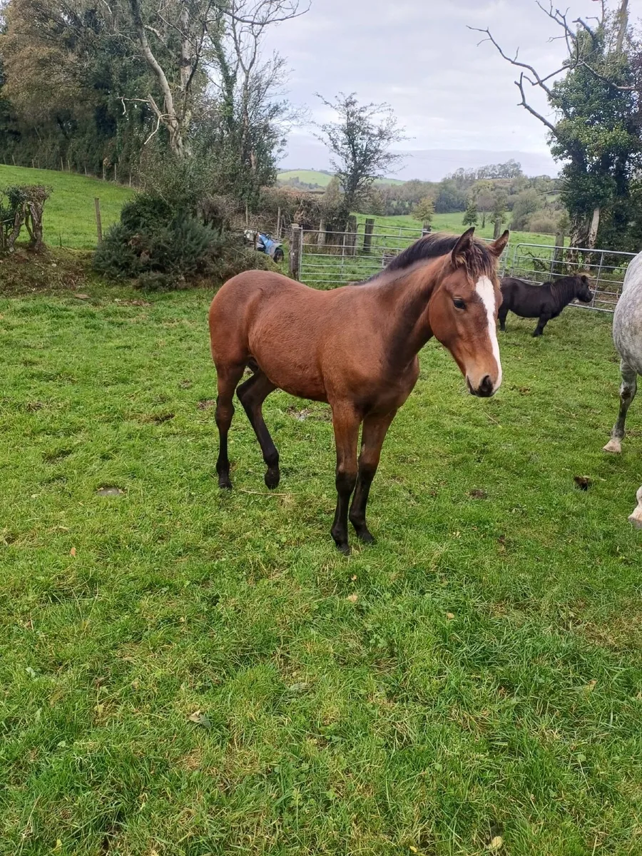 Bay Colt Foal - Image 2