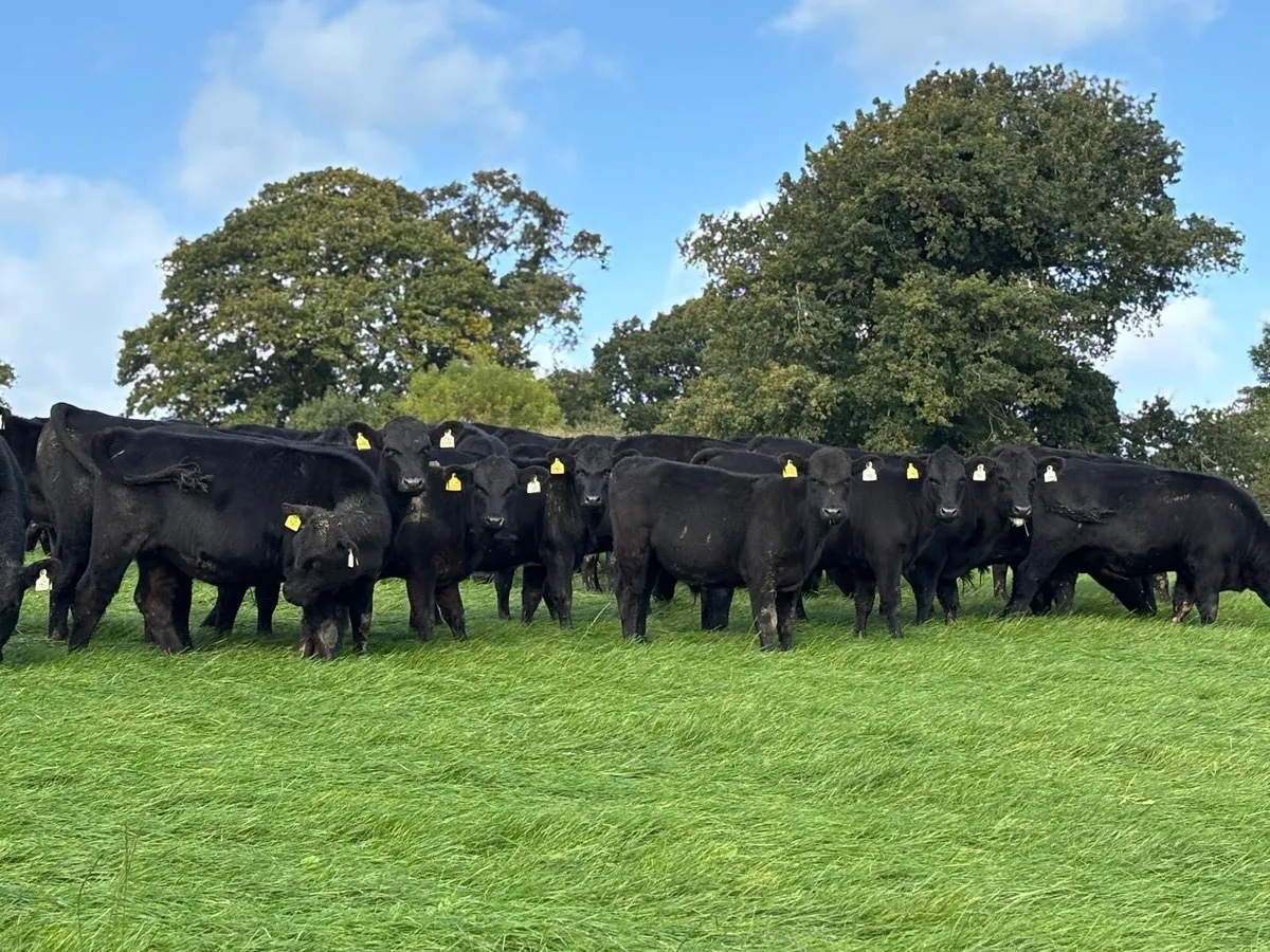 Dungarvan Mart Weanling Show & Sale Thurs 9th Oct - Image 1