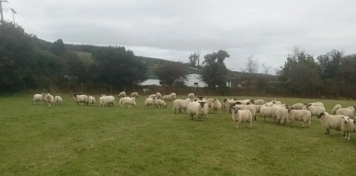 Organic Store Lambs - Image 1