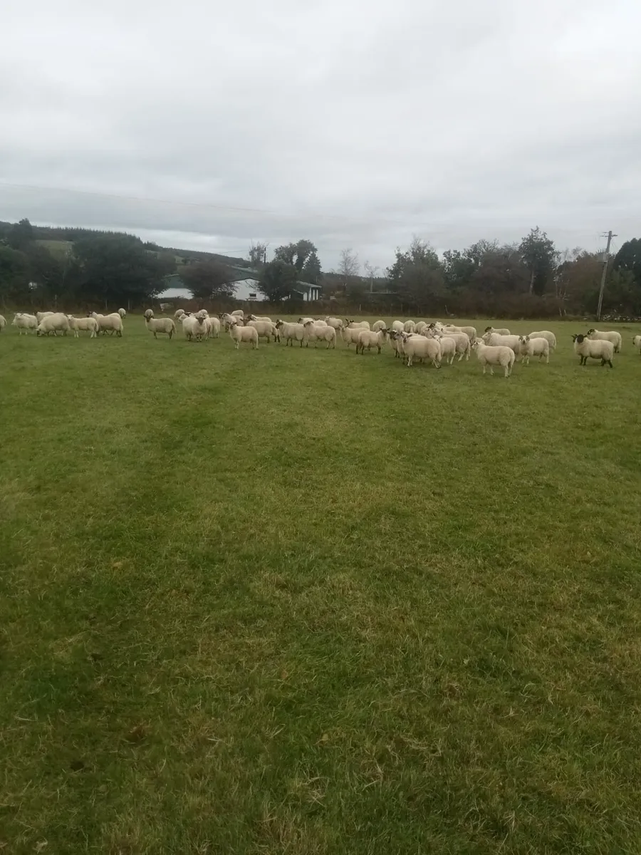 Organic Store Lambs - Image 2