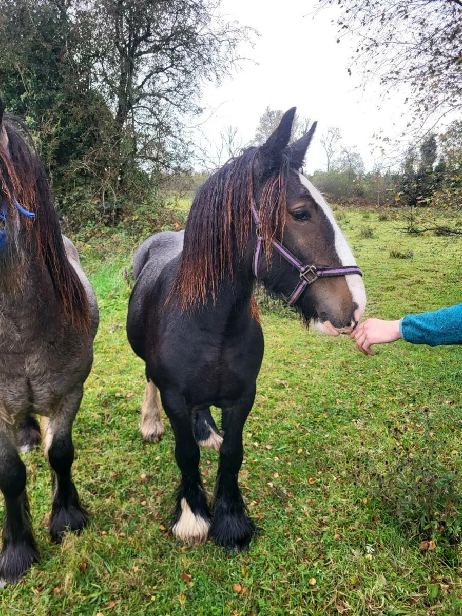Horses - Image 1