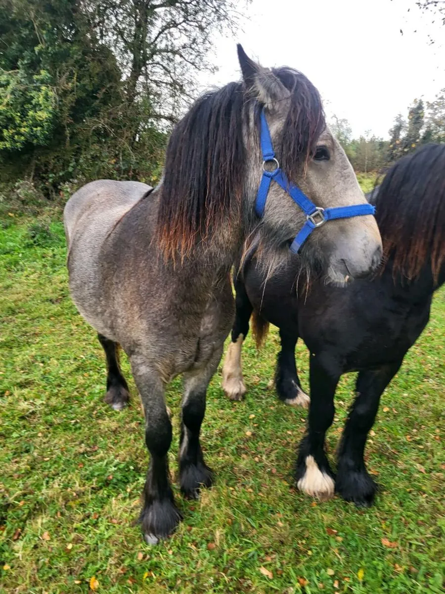 Horses - Image 2
