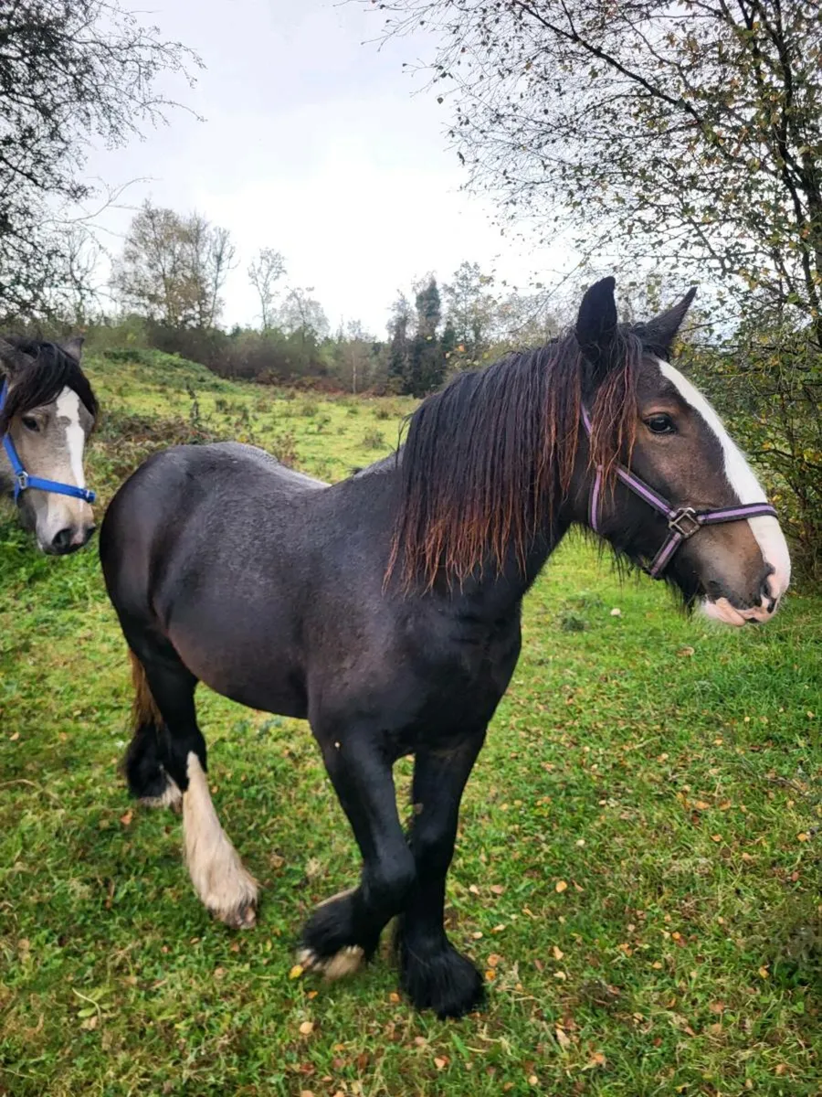 Horses - Image 3