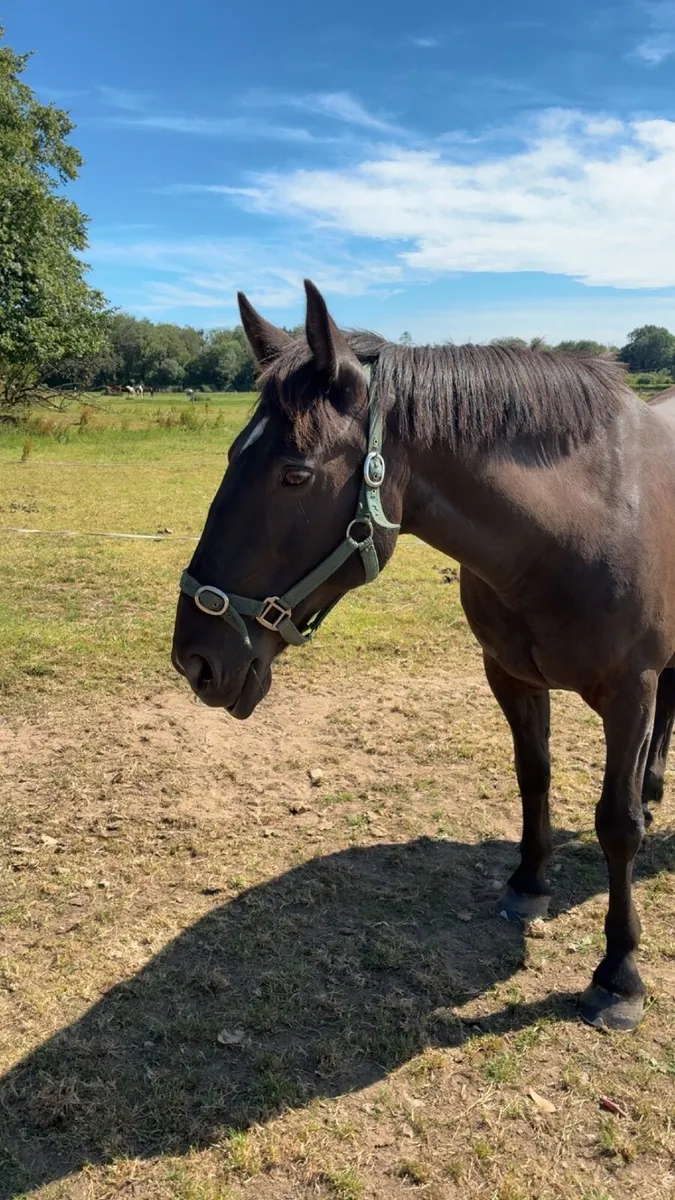 14.2 Gelding - Image 1