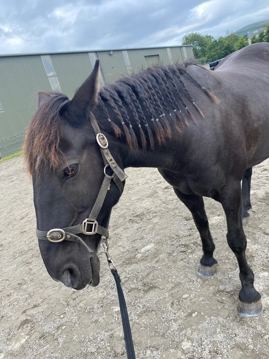 14.2 Gelding - Image 2