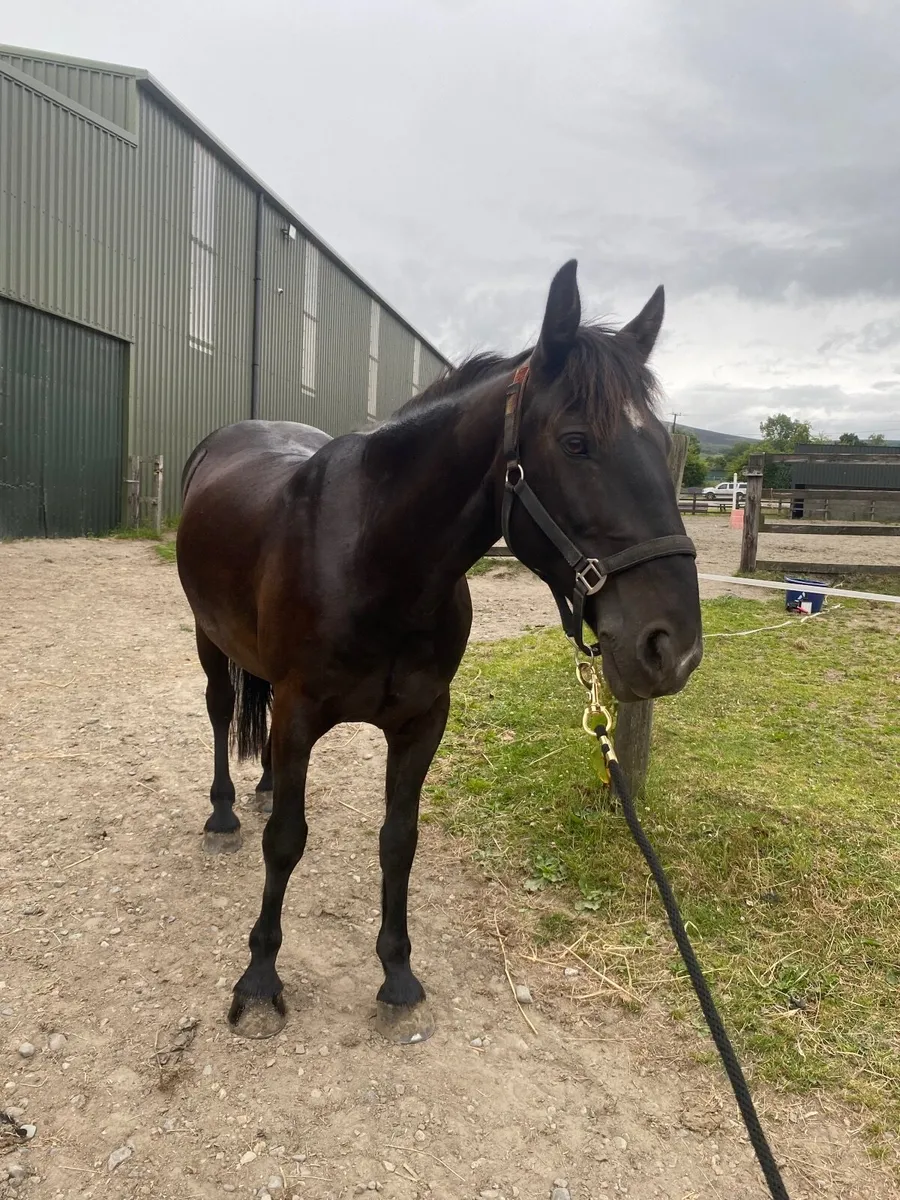14.2 Gelding - Image 3