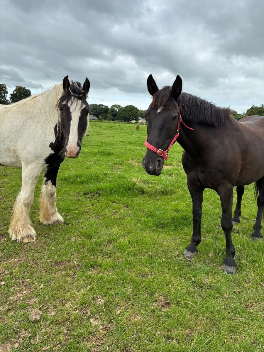 14.2 Gelding - Image 4