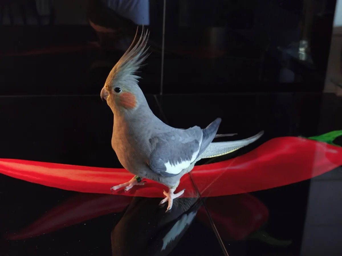 Cockatiel female - Image 1