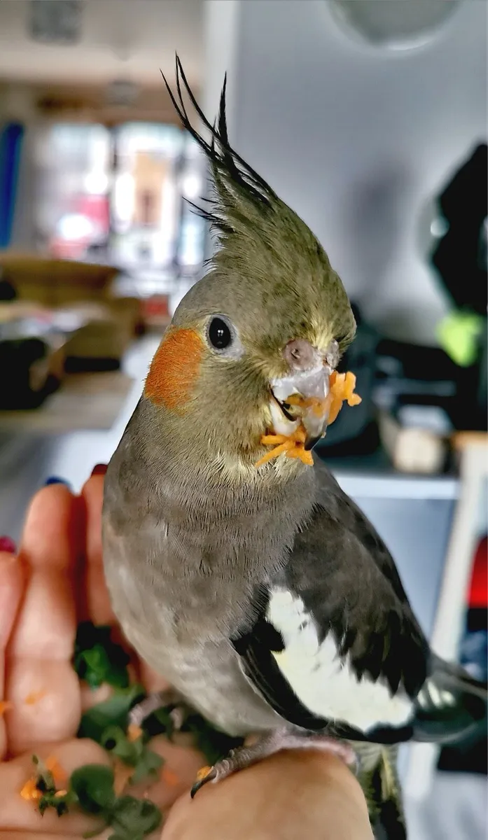 Cockatiel female - Image 2