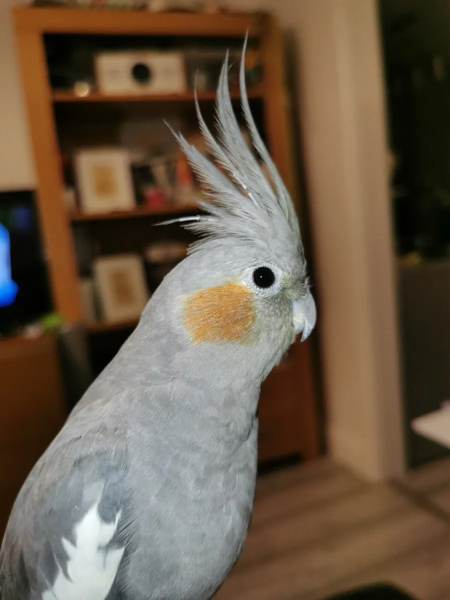 Cockatiel female - Image 3