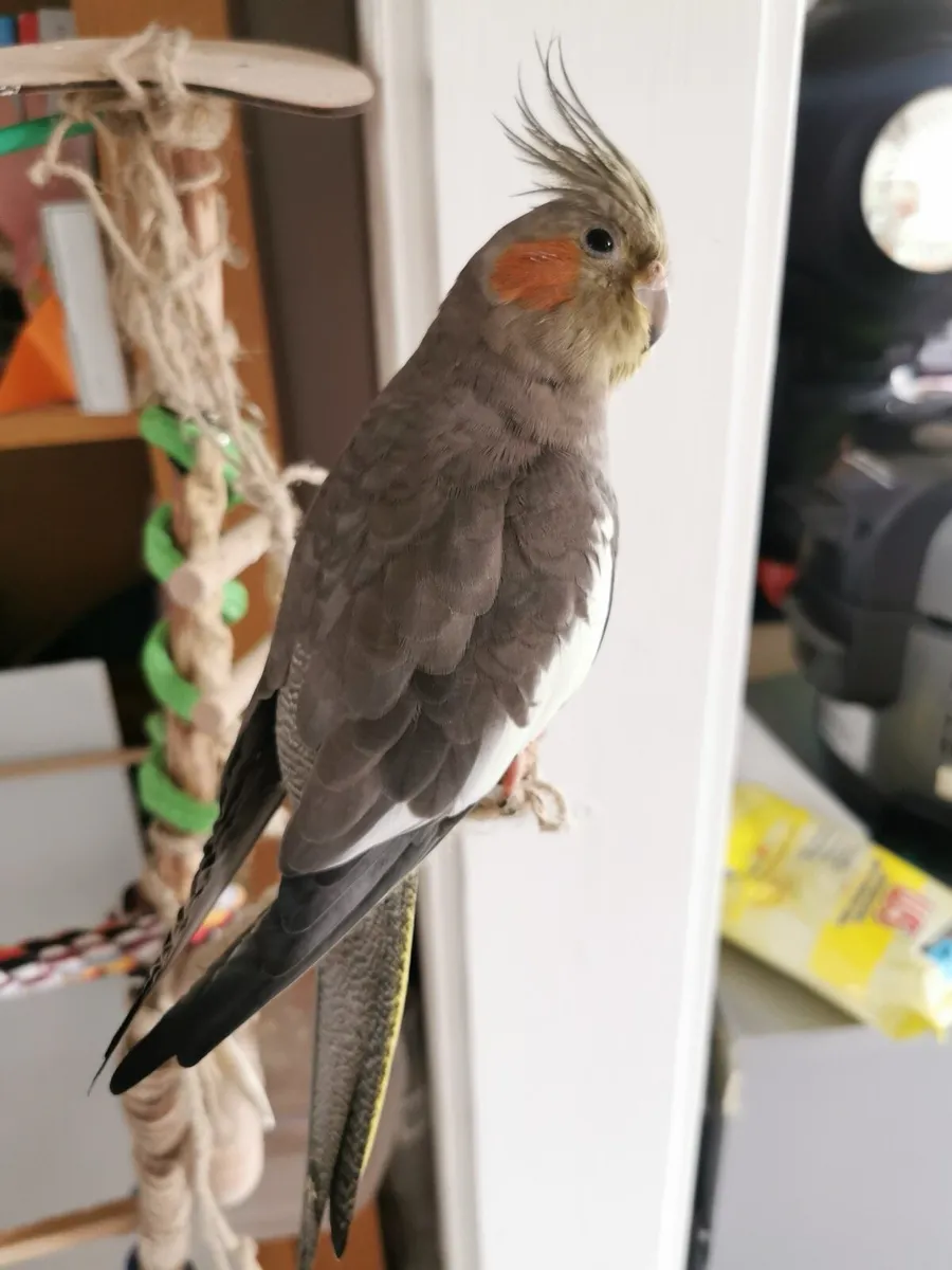 Cockatiel female - Image 4