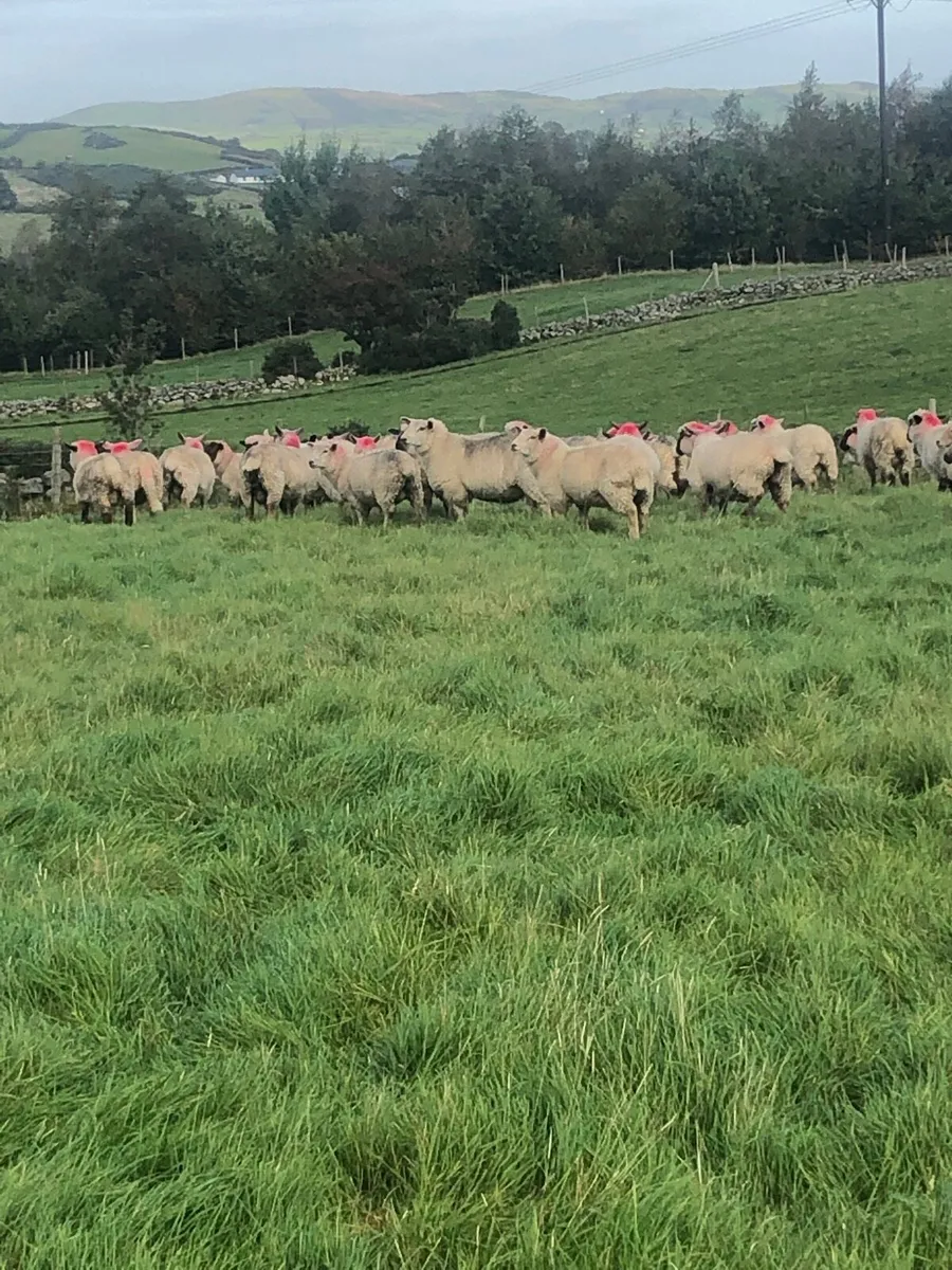 Store lambs - Image 1