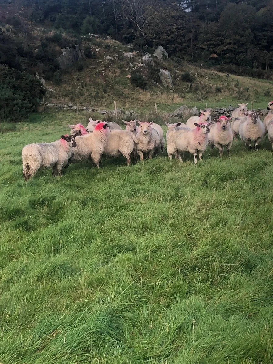 Store lambs - Image 2