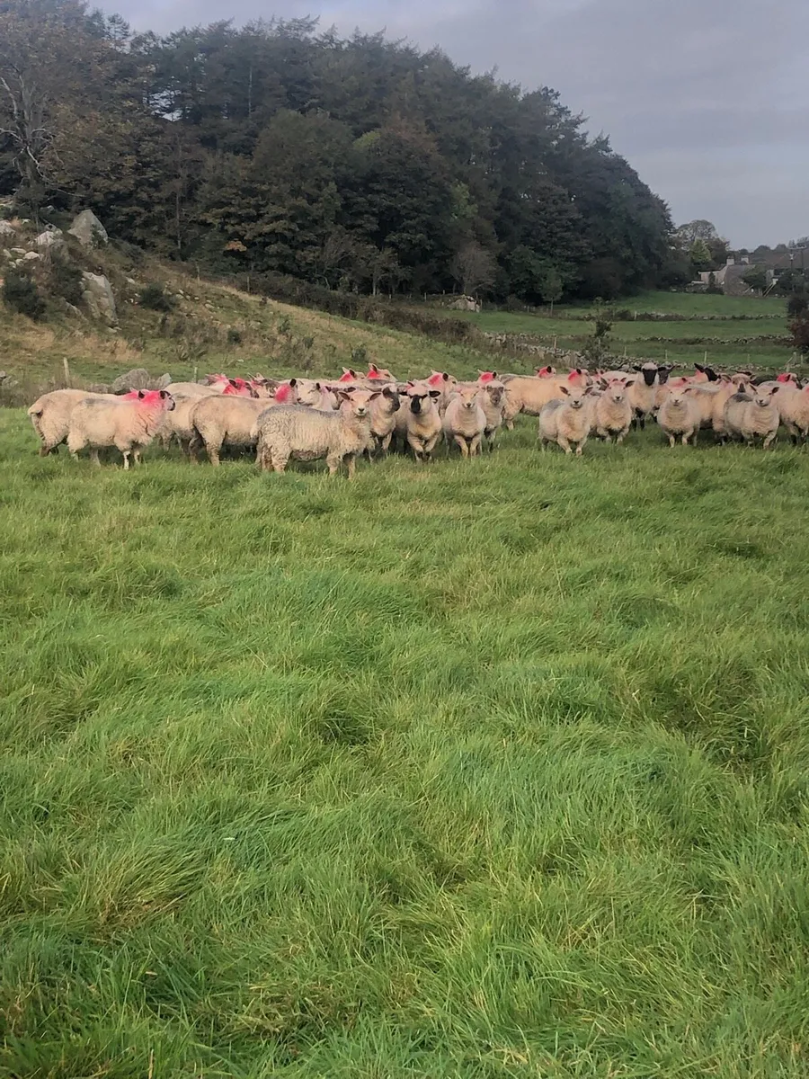 Store lambs - Image 3