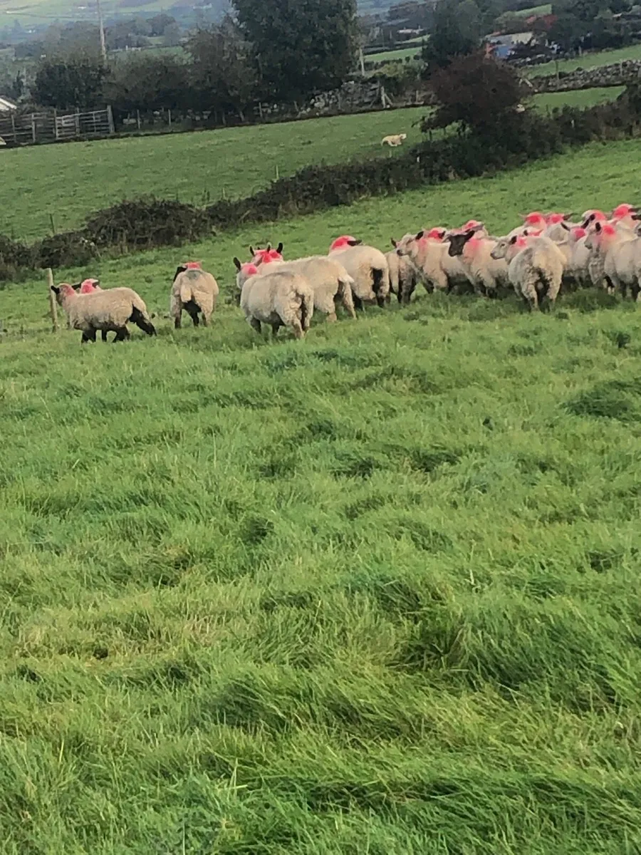 Store lambs - Image 4