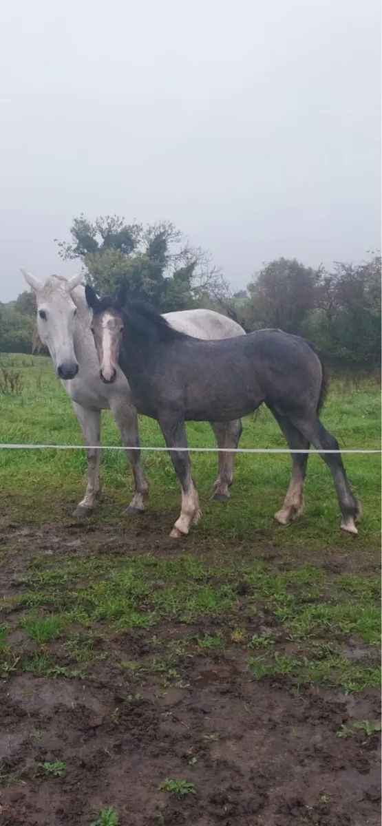 Stunning filly foal - Image 2
