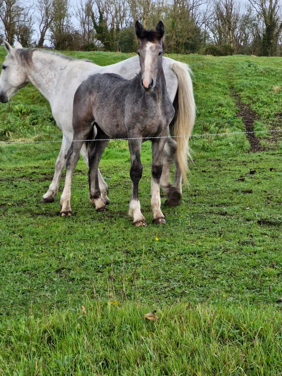 Stunning filly foal - Image 1