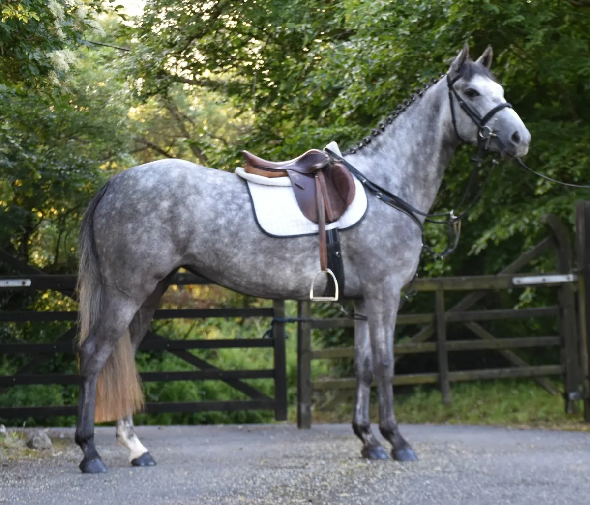 RISING 4YO 148 SJ PONY ***AN ABSOLUTE GEM