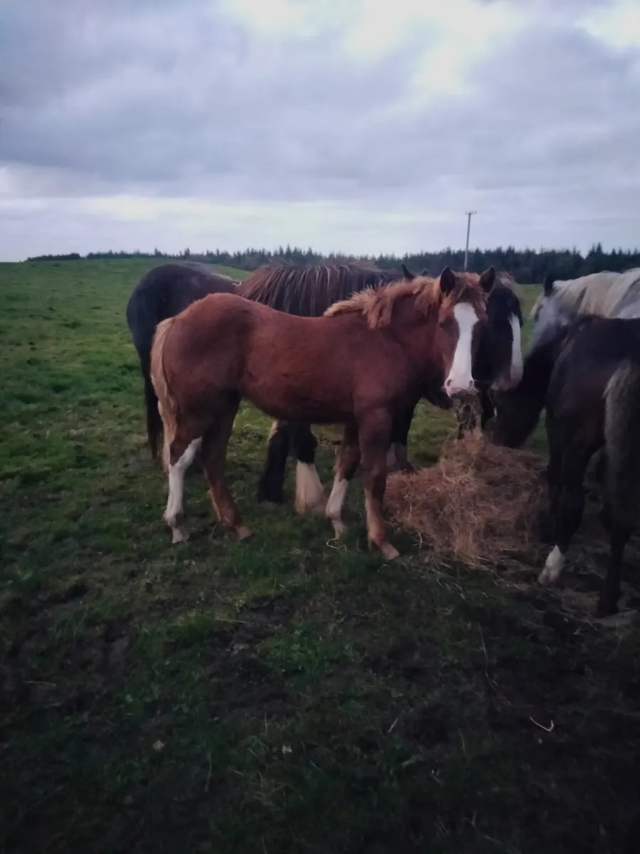 Foals - Image 2