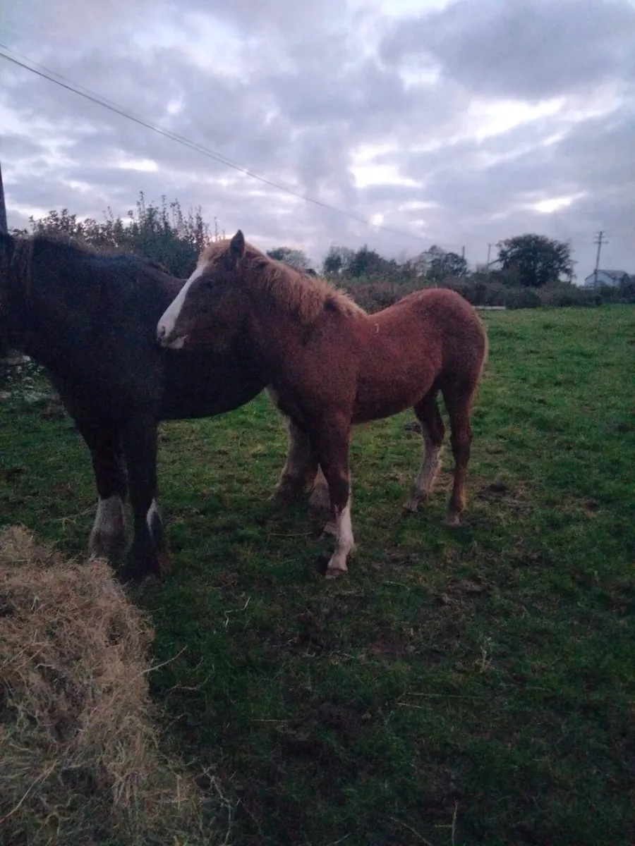 Foals - Image 4