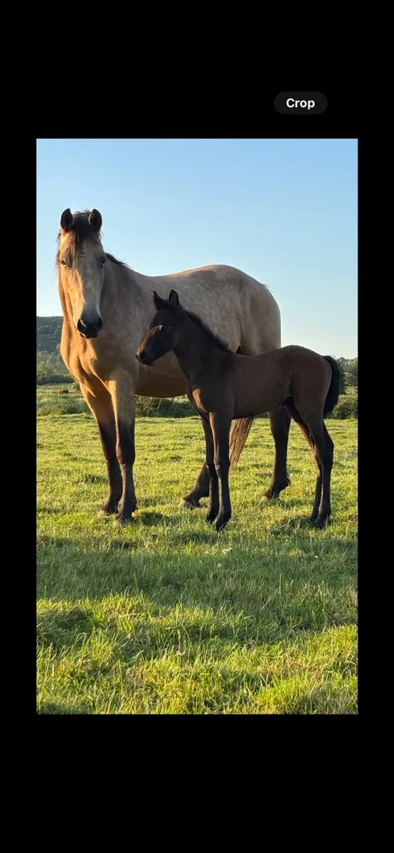 Connemara ponies - Image 1