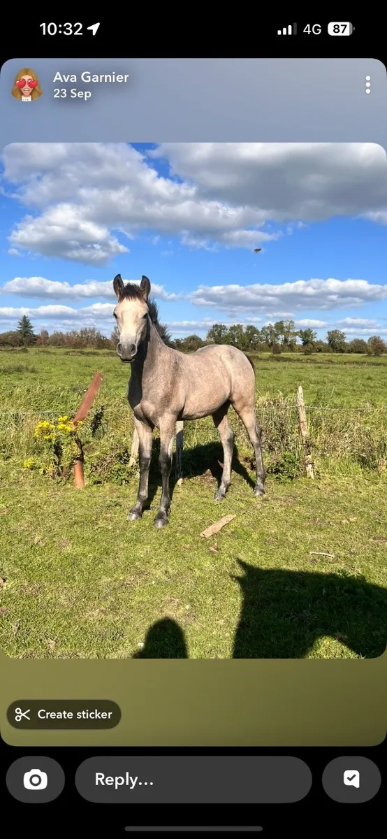 Connemara ponies - Image 2