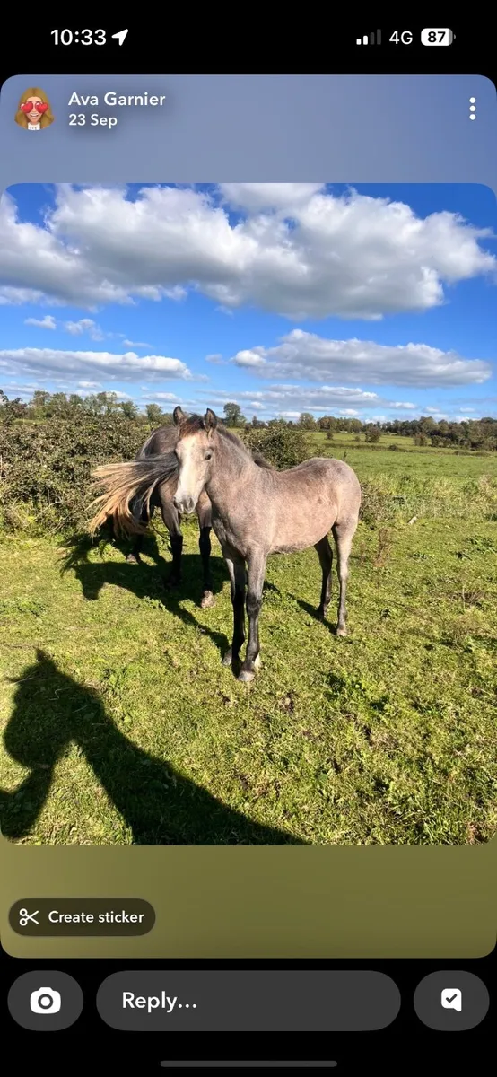 Connemara ponies - Image 3