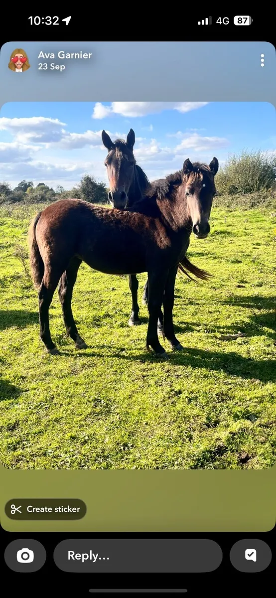 Connemara ponies - Image 4