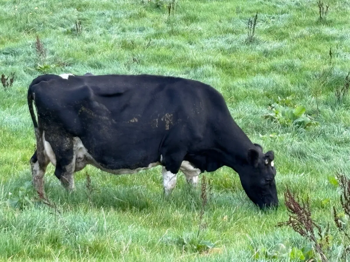 Friesan Cow - Image 1