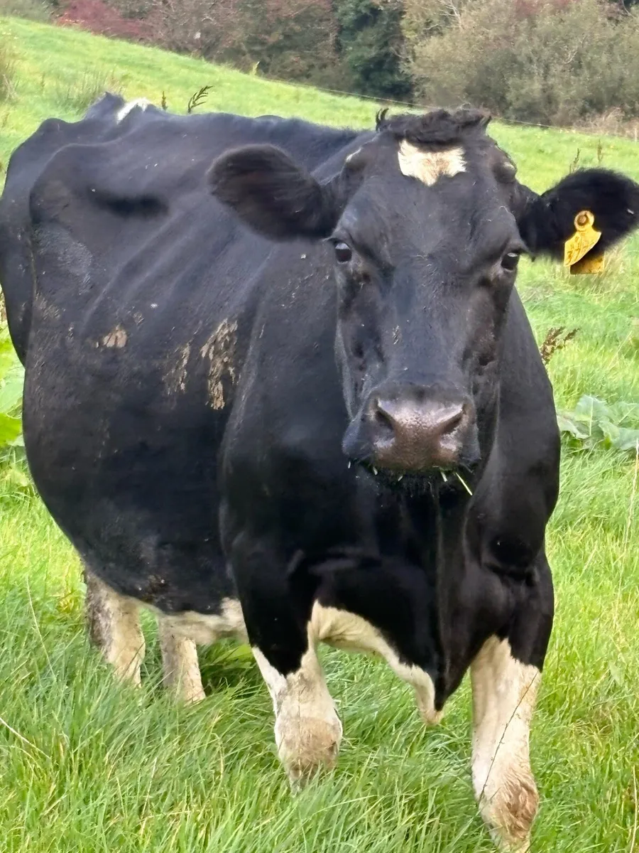 Friesan Cow - Image 2