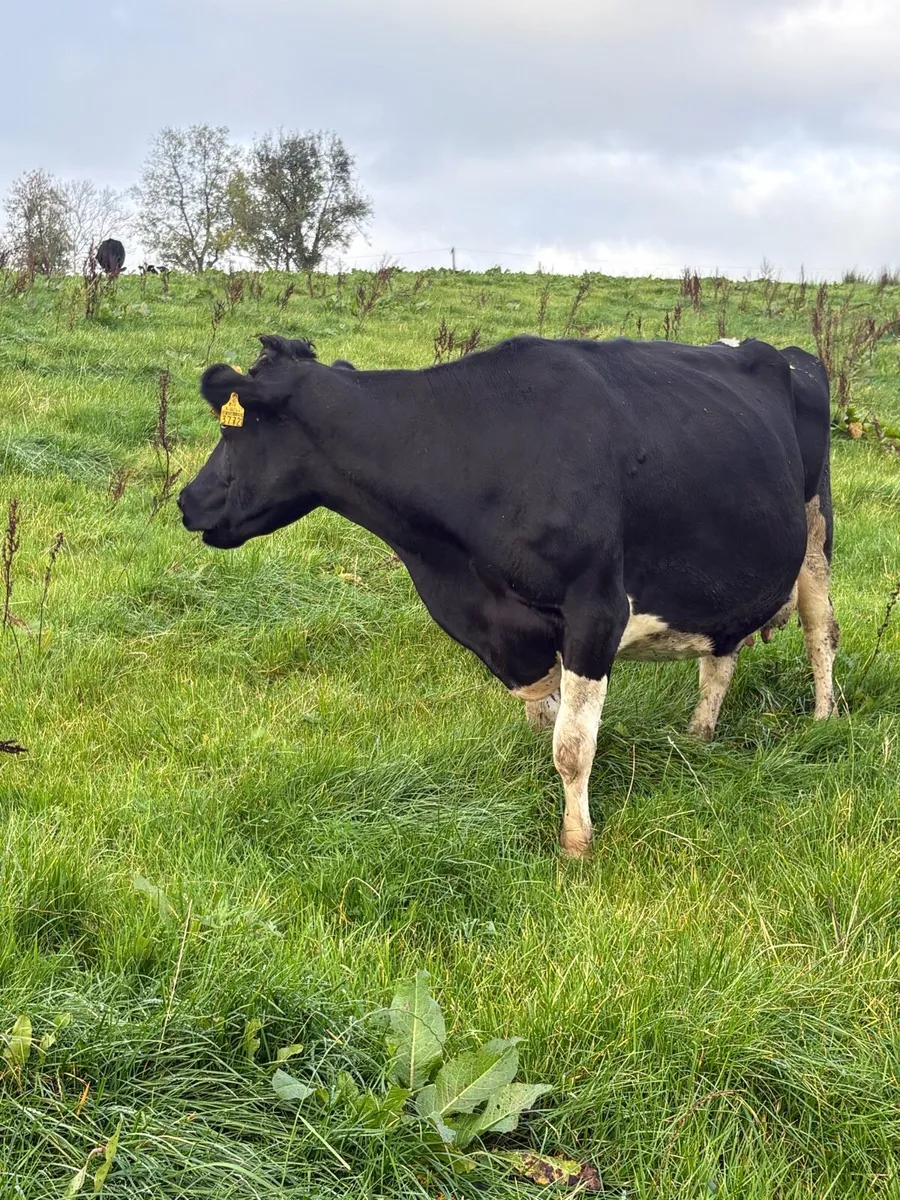Friesan Cow - Image 3