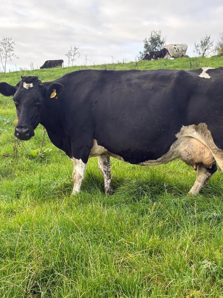 Friesan Cow - Image 4