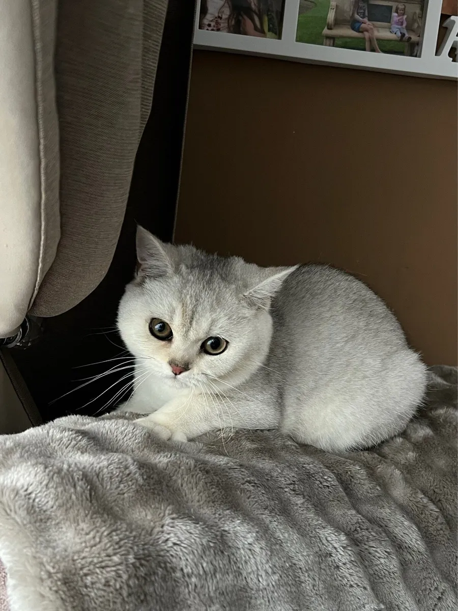 British black silver shaded kitten - Image 2