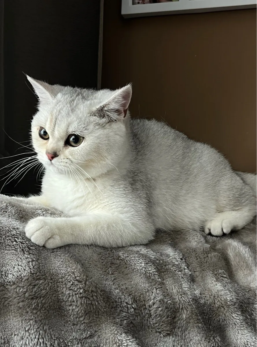 British black silver shaded kitten - Image 1