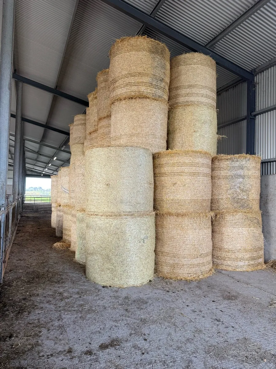 Barley straw - Image 1