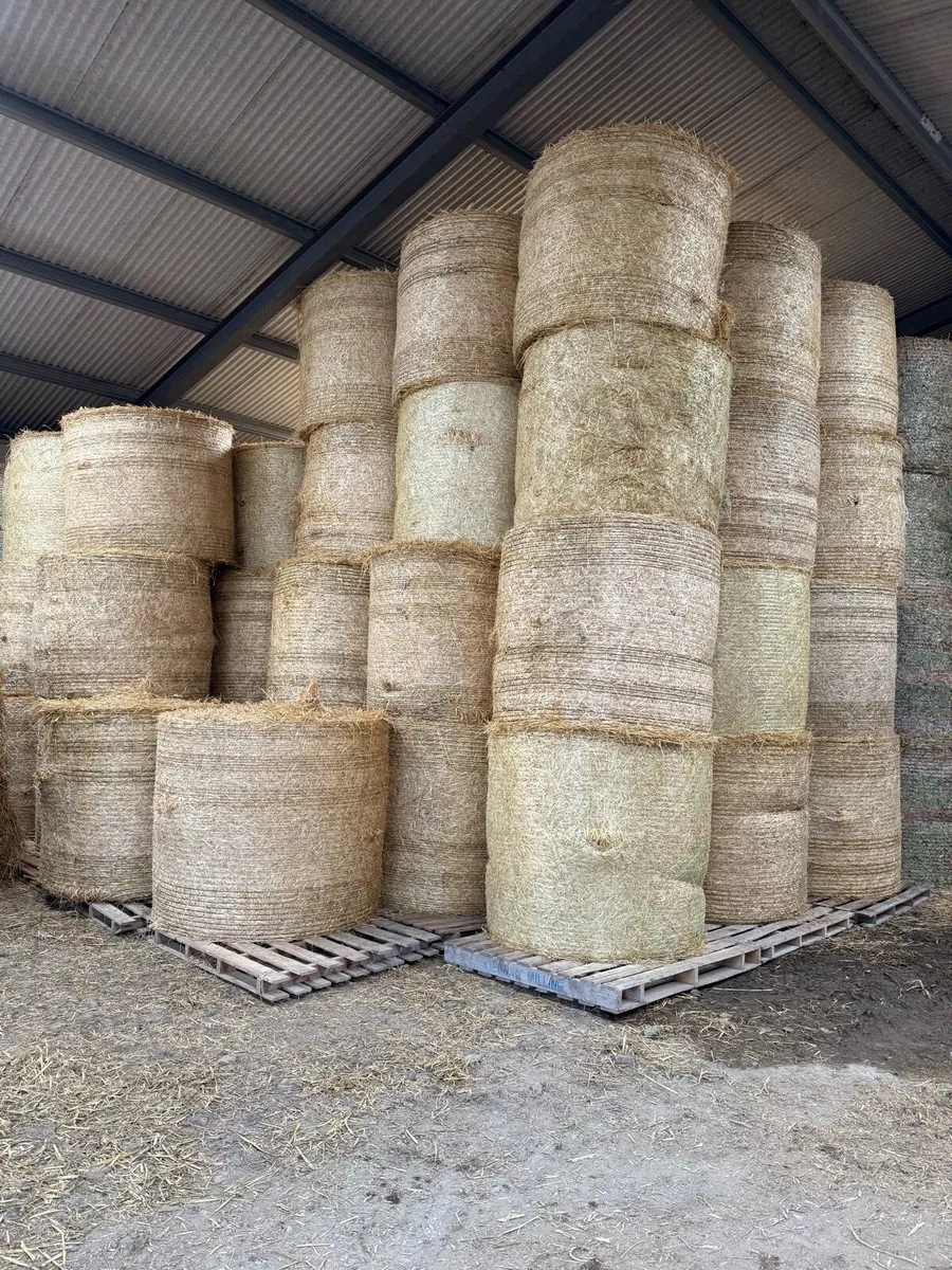 Barley straw - Image 3