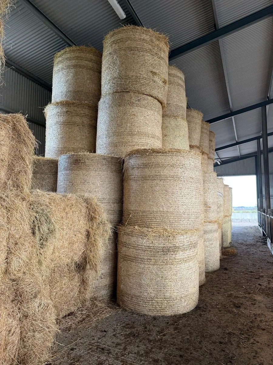 Barley straw - Image 4