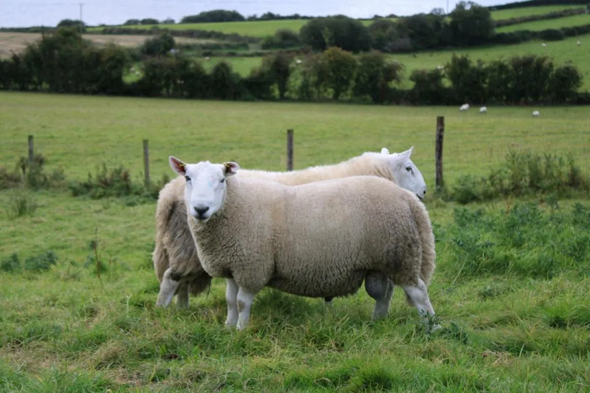 North Country Cheviot rams SIS - Image 2