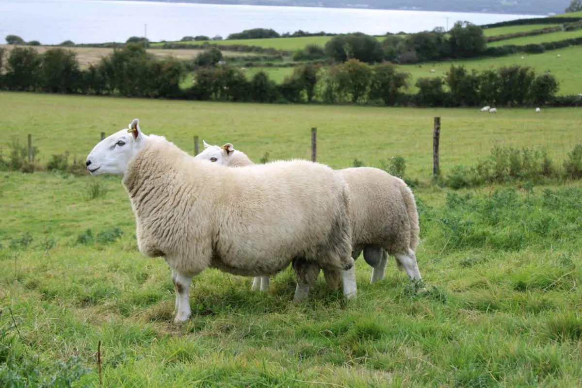 North Country Cheviot rams SIS - Image 3