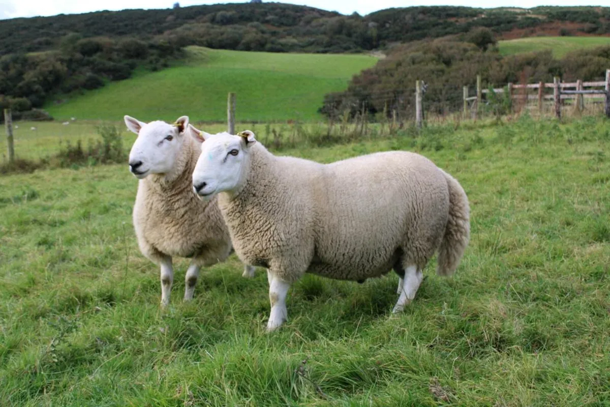 North Country Cheviot rams SIS - Image 1