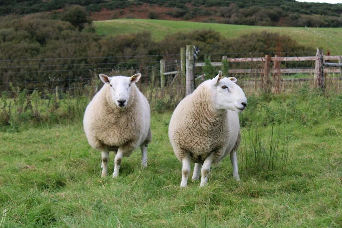 North Country Cheviot rams SIS - Image 4
